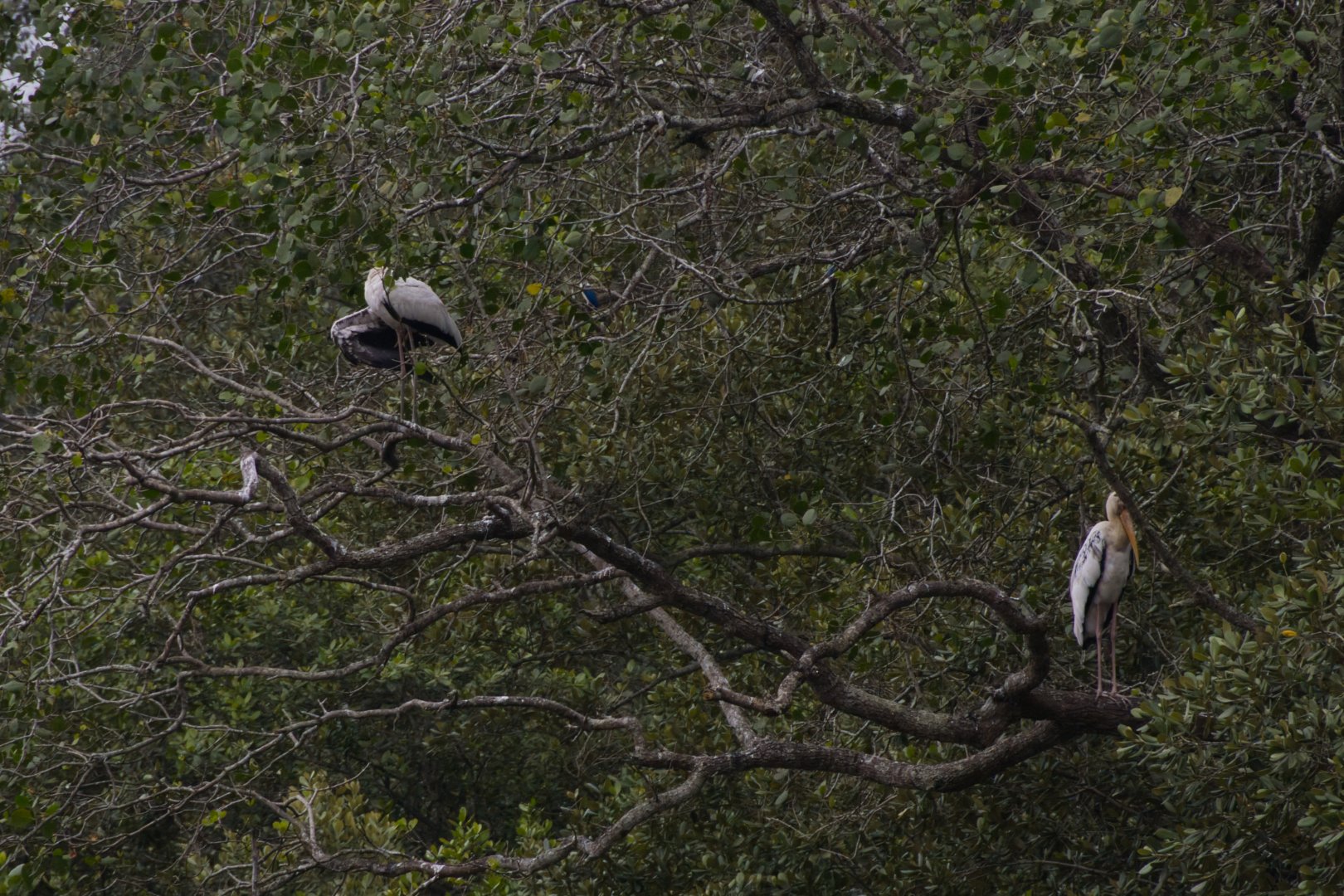 Hybrid Milky x Painted Stork (Mycteria cinerea x leucocephala)