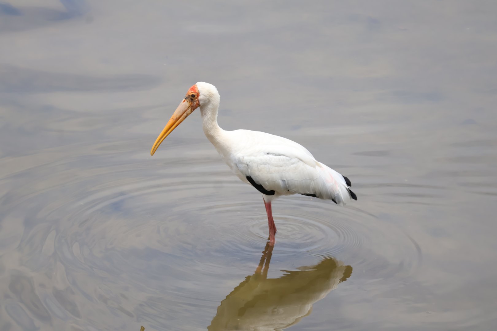 Hybrid Milky x Painted Stork (Mycteria cinerea x leucocephala)