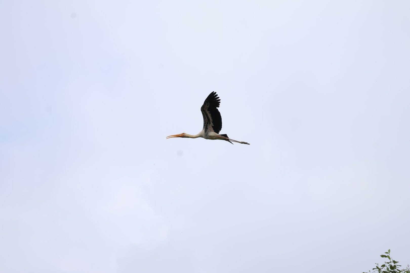Hybrid Milky x Painted Stork (Mycteria cinerea x leucocephala)