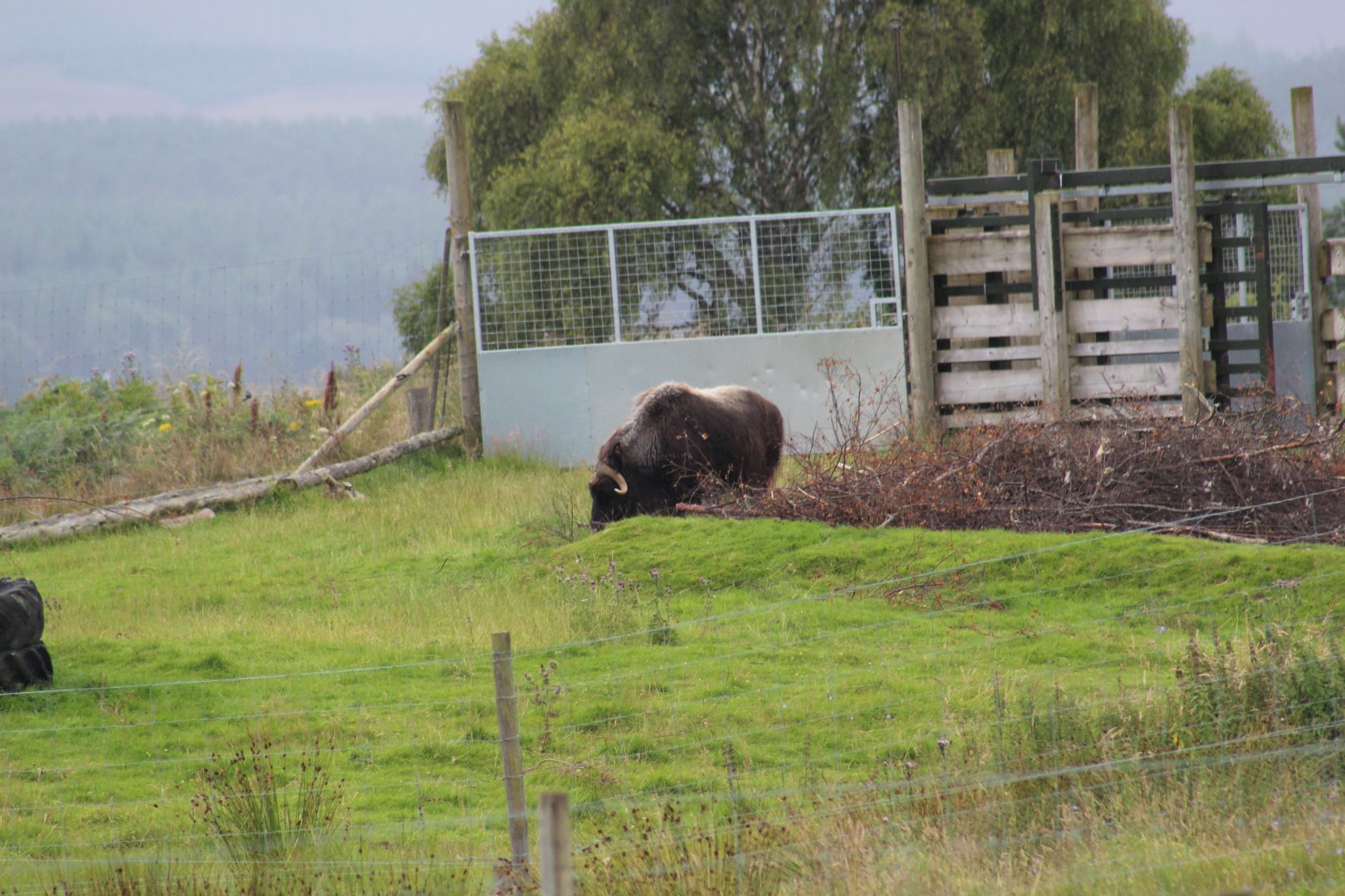 Hybrid Muskox Calf