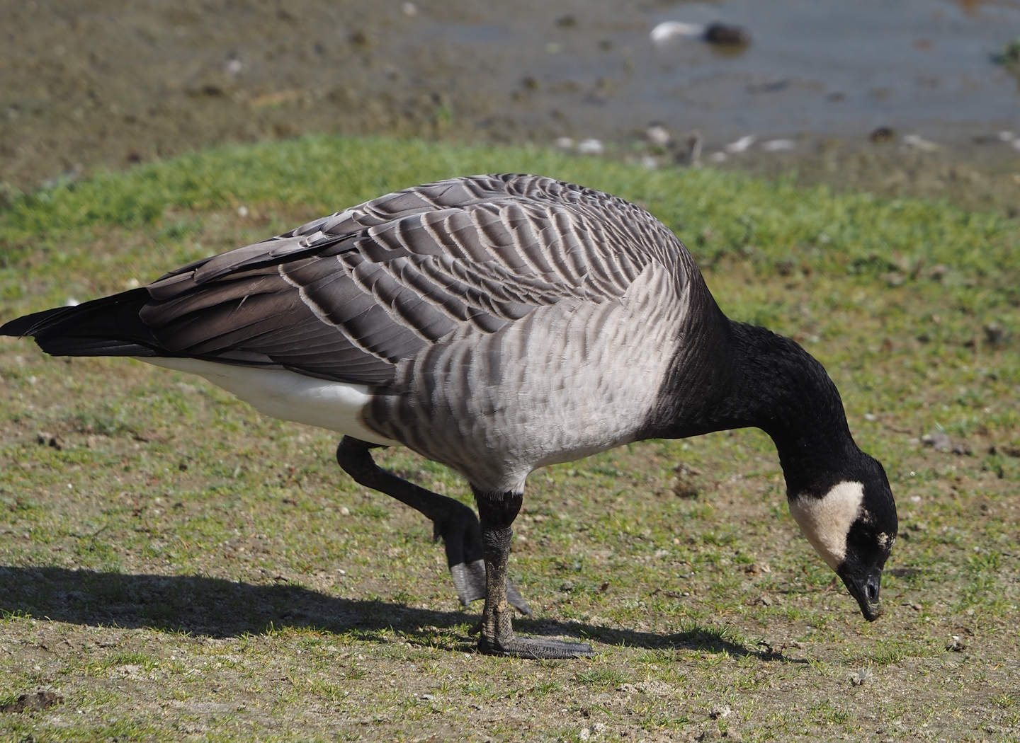 Hybrid of Introduced Cackling goose (Branta hutchinsii) and Wild Barnacle goose (Branta leucopsis), 2024-09-17