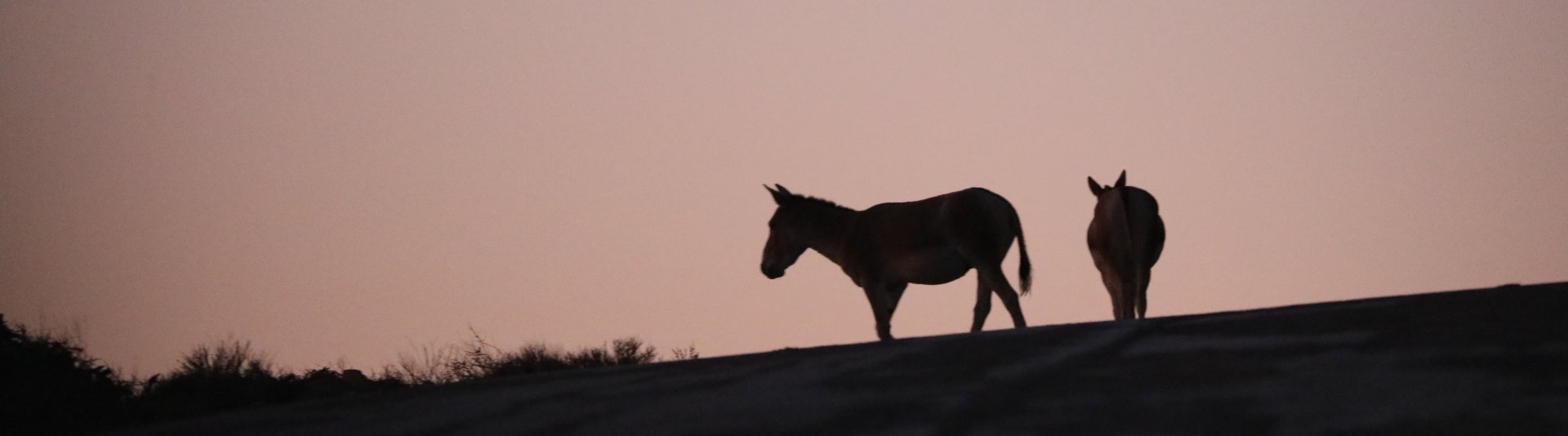 hybrid of Turkmenian Kulan and Persian Onager