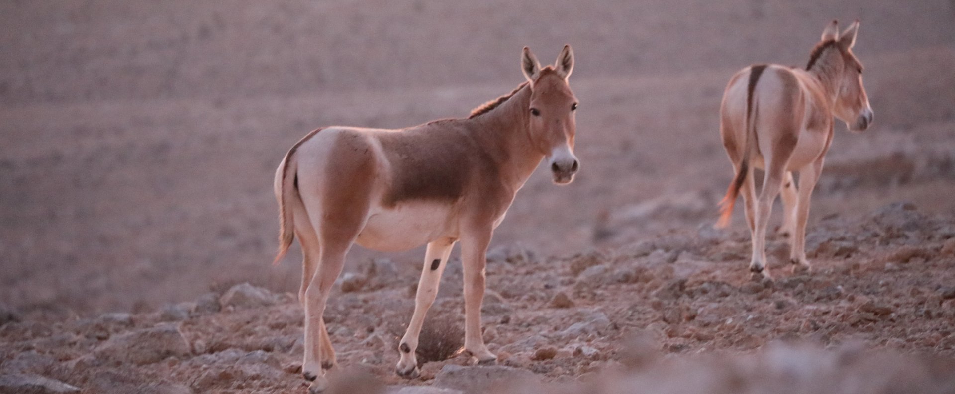 hybrid of Turkmenian Kulan and Persian Onager