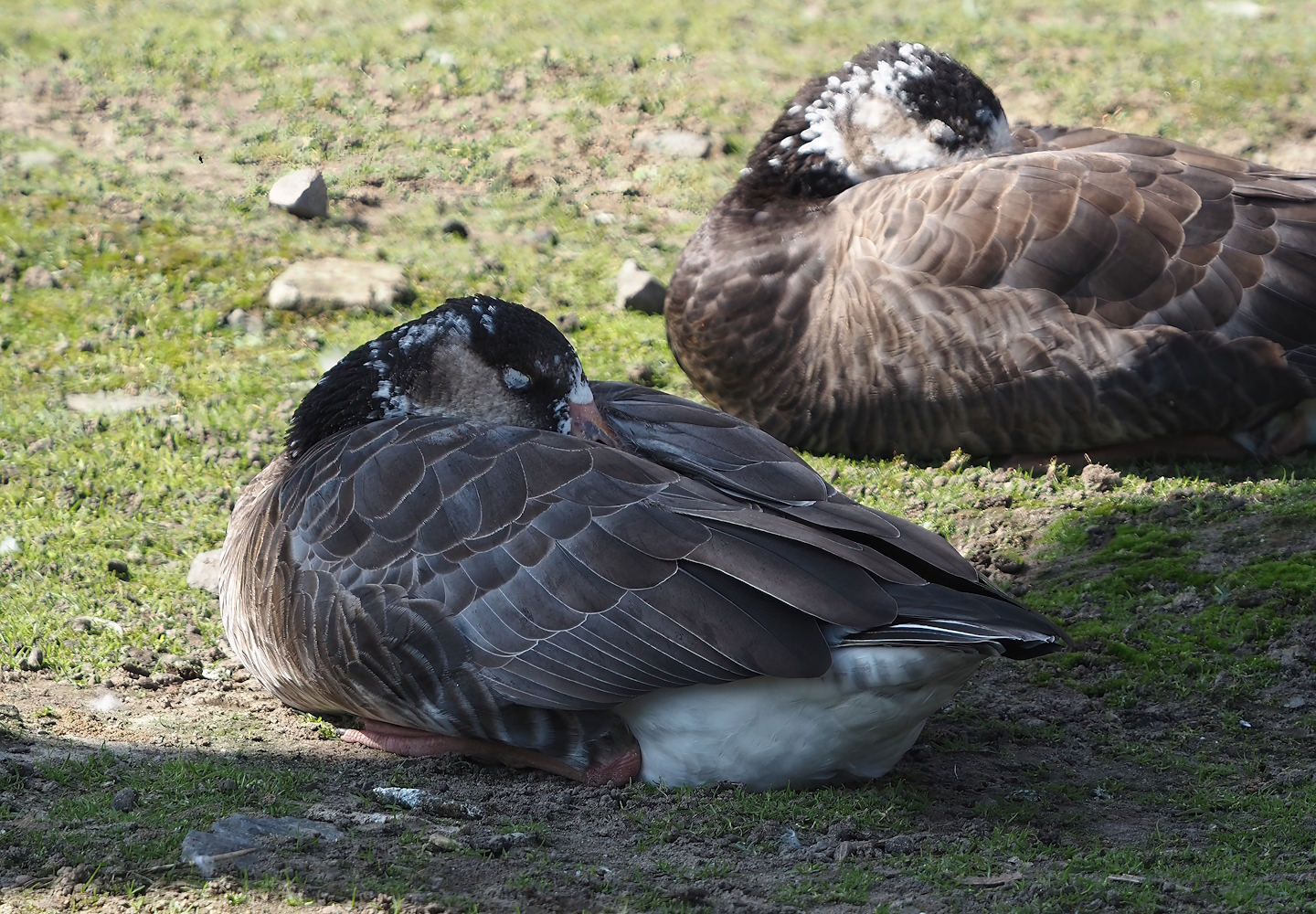 Hybrid of Wild Western greylag goose (Anser anser anser) and Introduced Canada goose (Branta canadensis), 2024-09-17