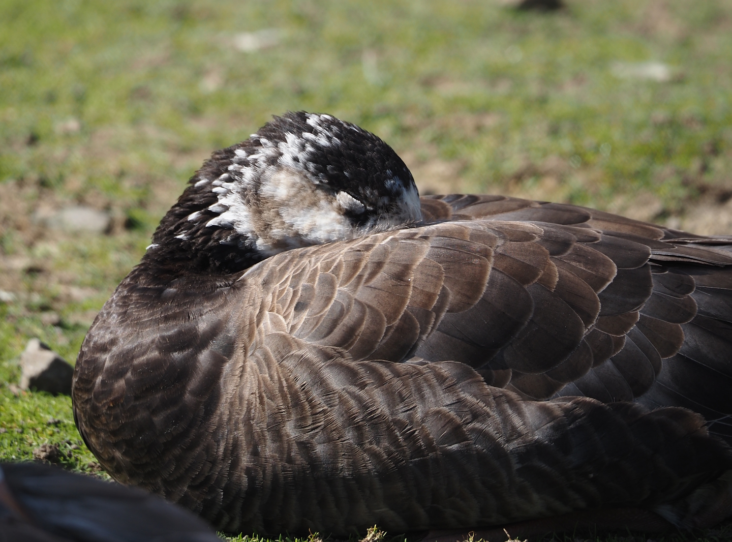 Hybrid of Wild Western greylag goose (Anser anser anser) and Introduced Canada goose (Branta canadensis), 2024-09-17