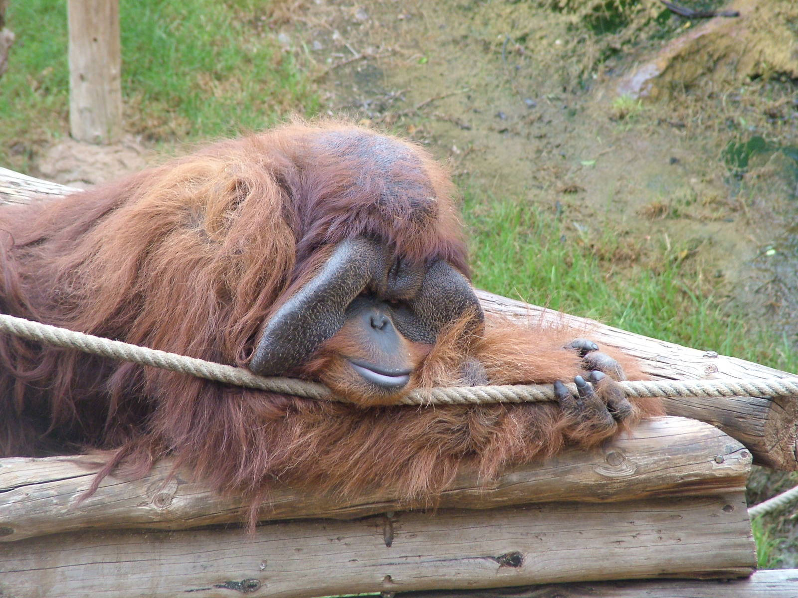 Hybrid Orang at Jungle Park (Las Aguilas), 13/11/10