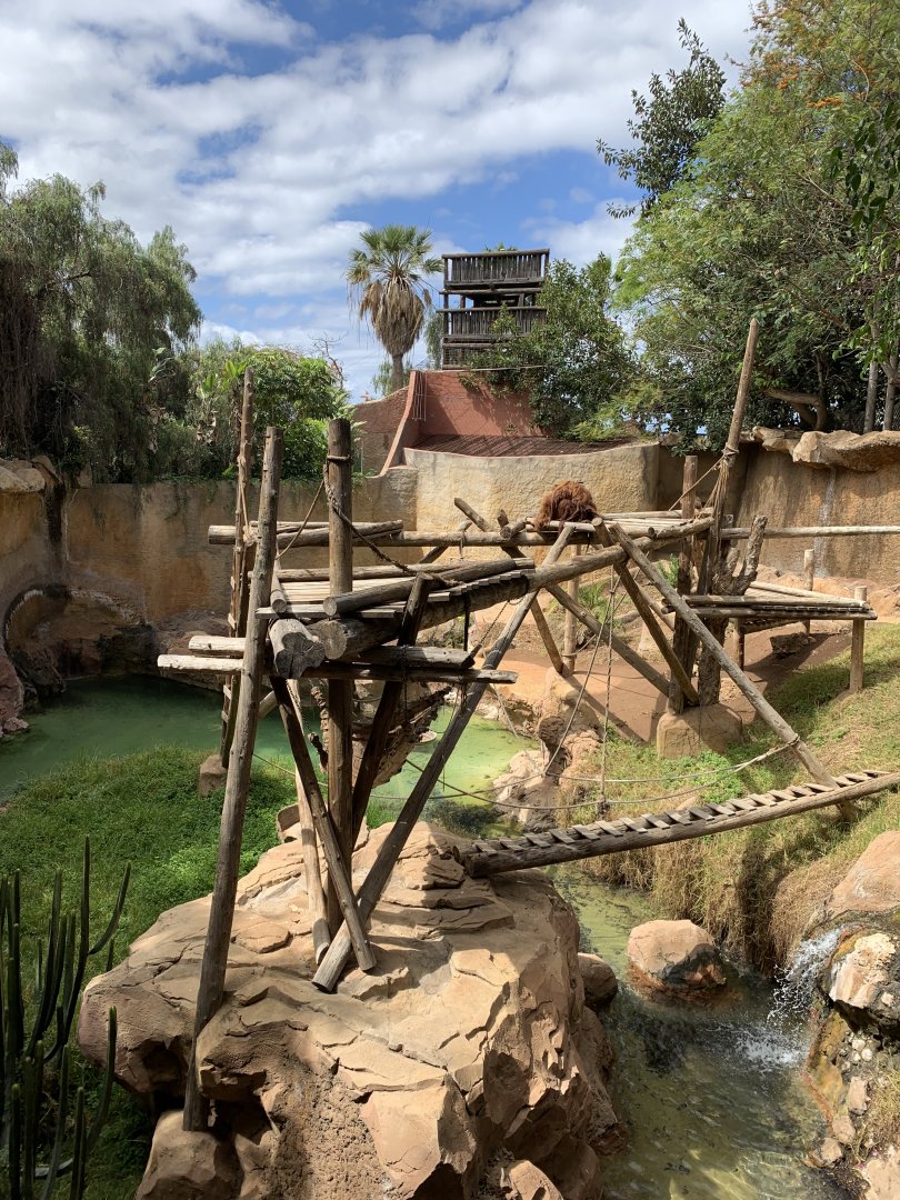 Hybrid Orangutan and Muller's Gibbon enclosure