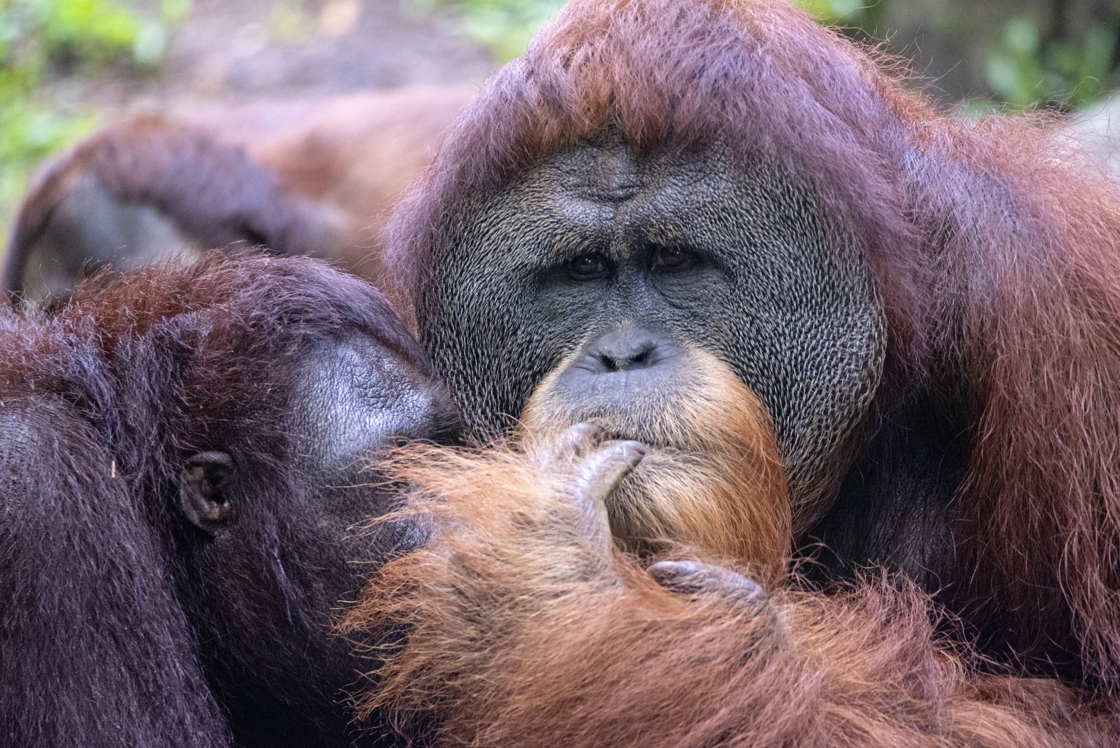 Hybrid orangutan 'Budi' and Sumatran orangutan 'Satria'