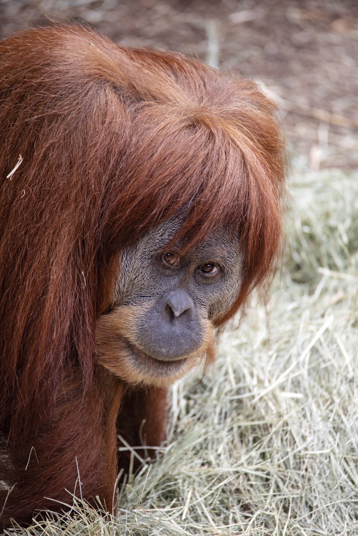 Hybrid orangutan 'Gabby'
