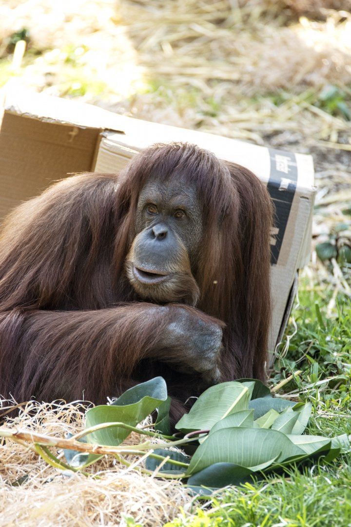 Hybrid orangutan 'Kiani'