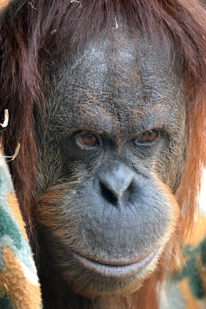 Hybrid orangutan 'Kiani'