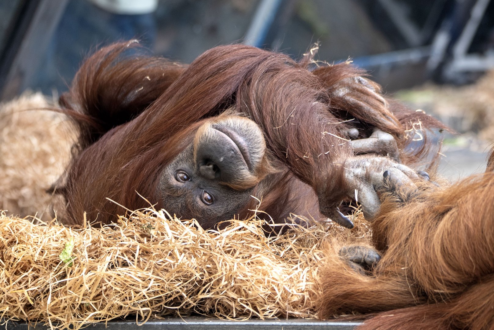 Hybrid orangutan 'Kiani'