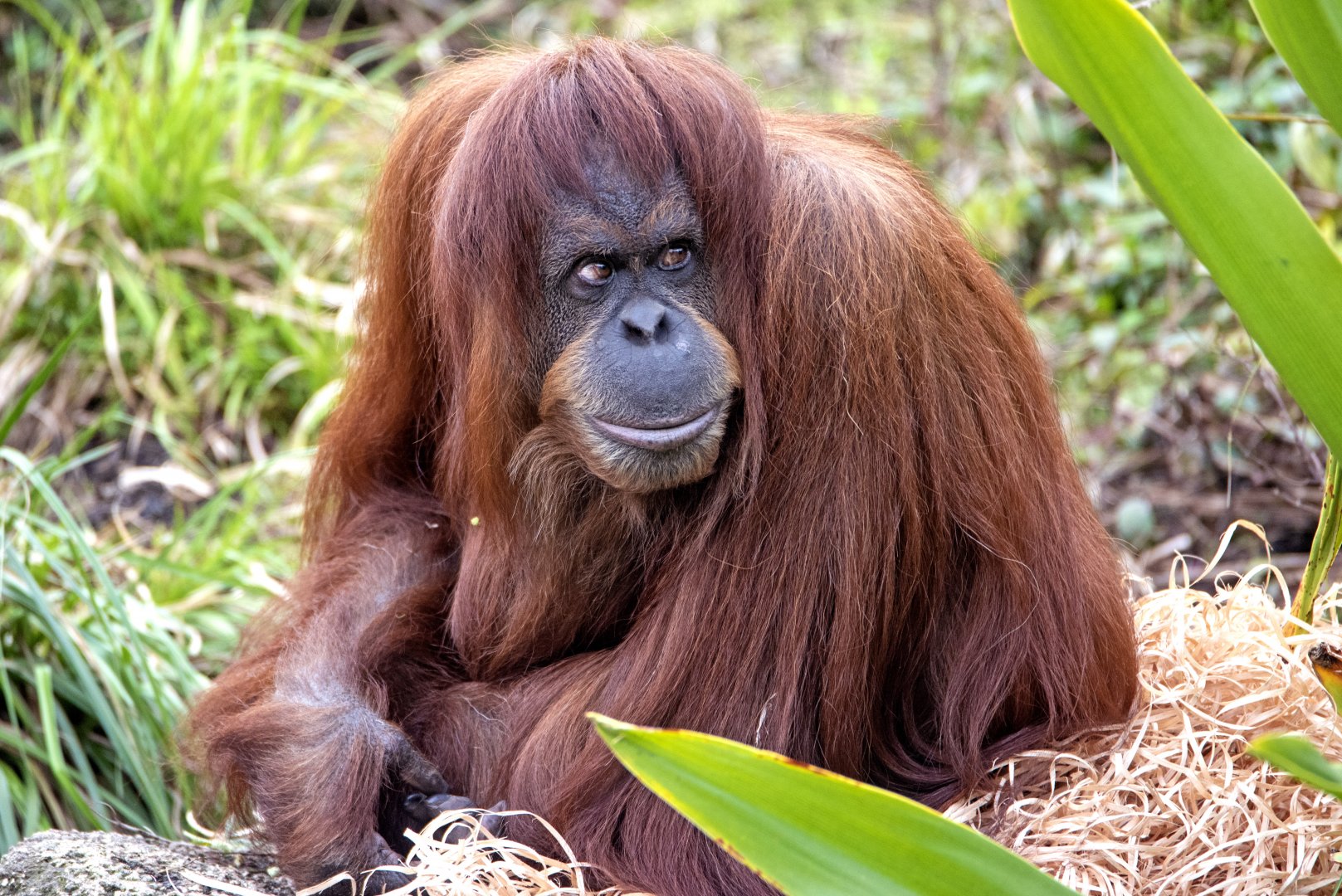 Hybrid orangutan 'Kiani'