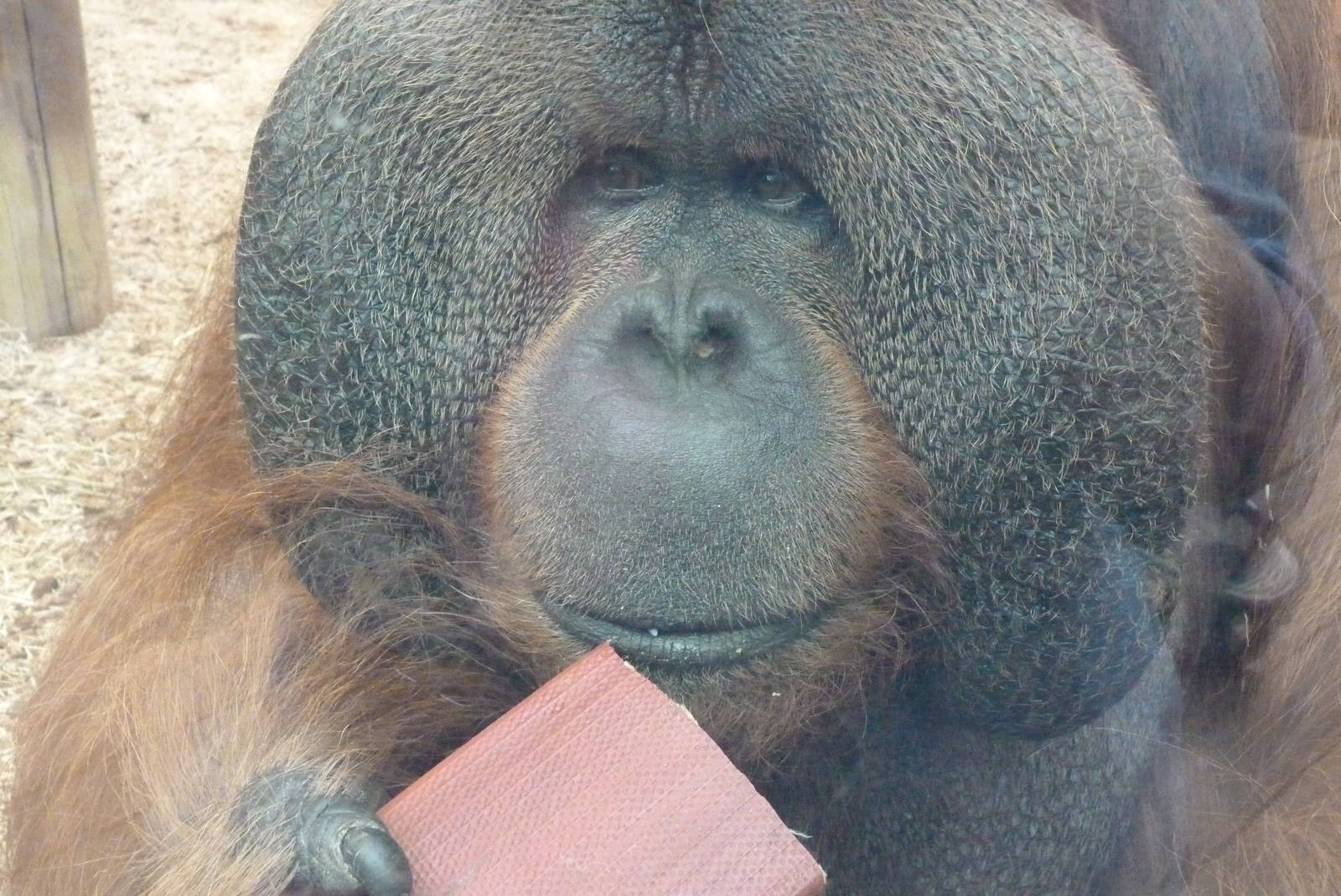 Hybrid Orangutan, September 2016
