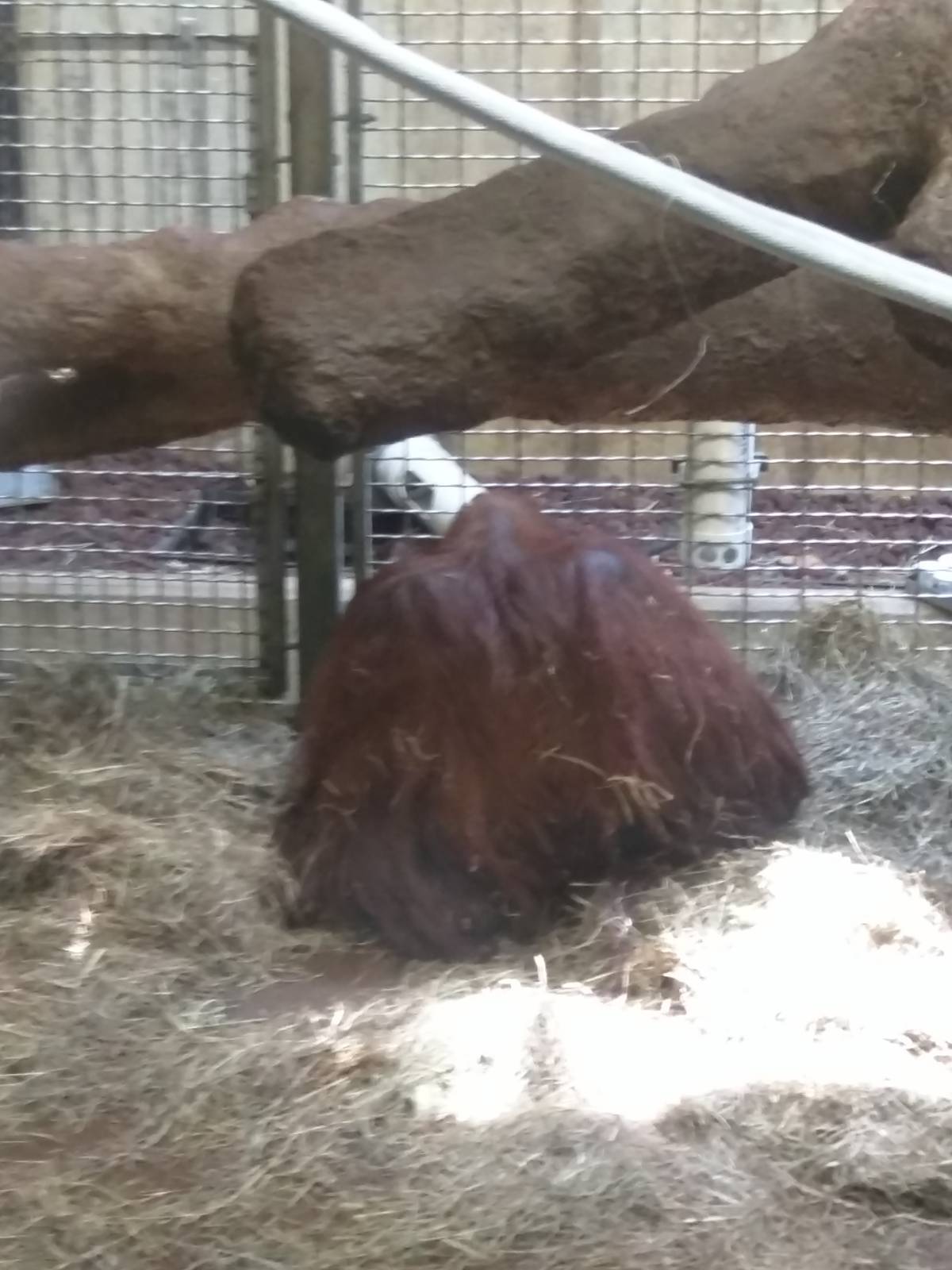 Hybrid Orangutan