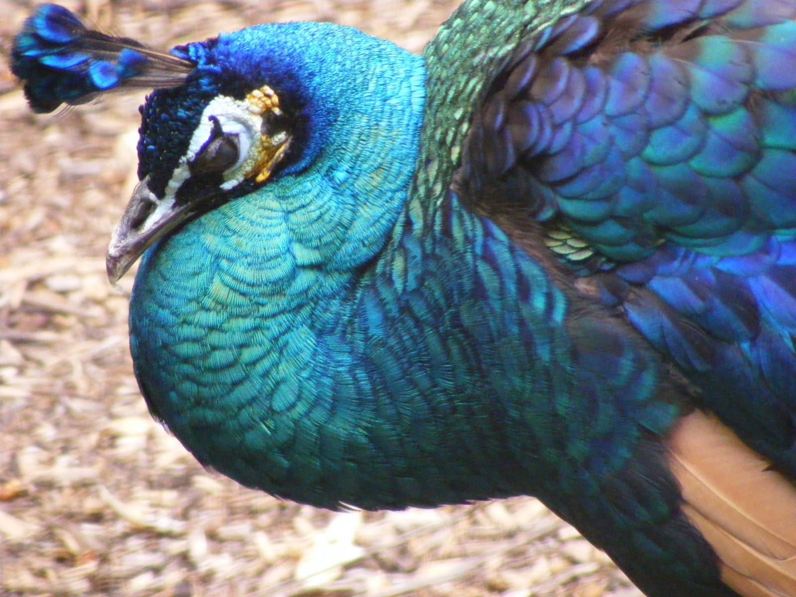 Hybrid Peafowl - January, 2010