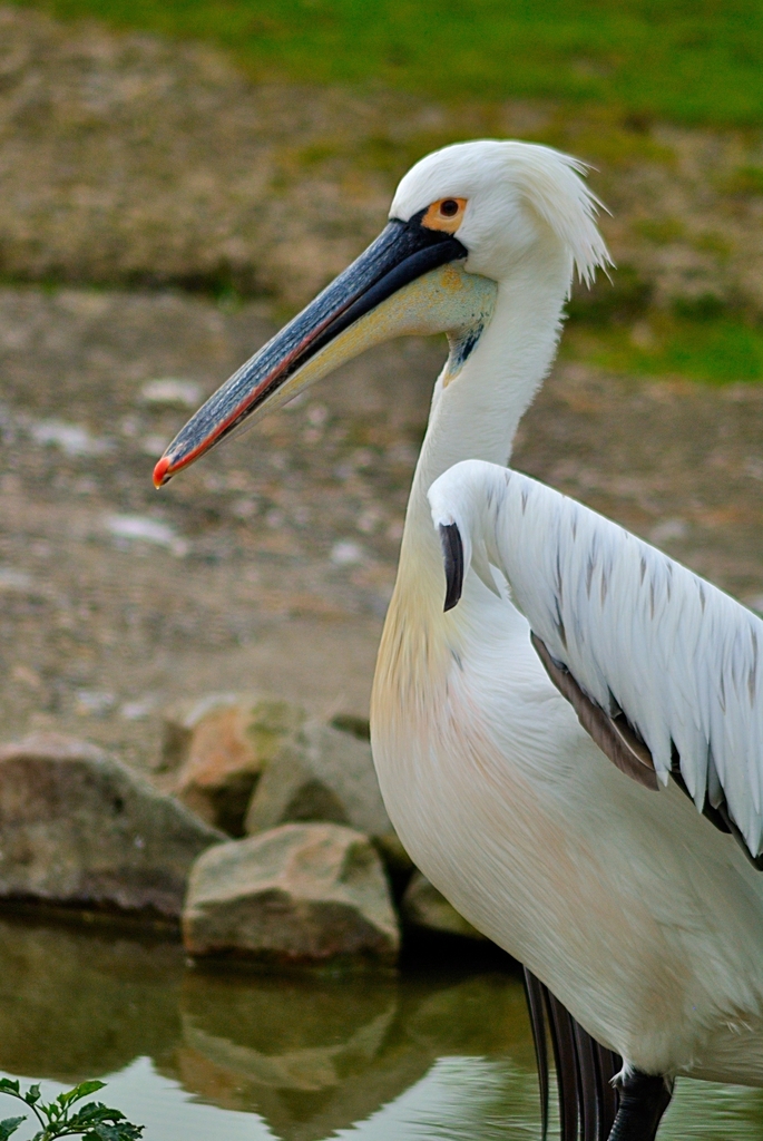 Hybrid pelican