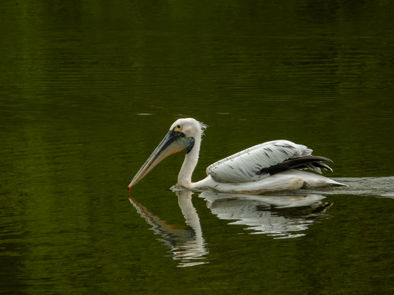 hybrid pelican
