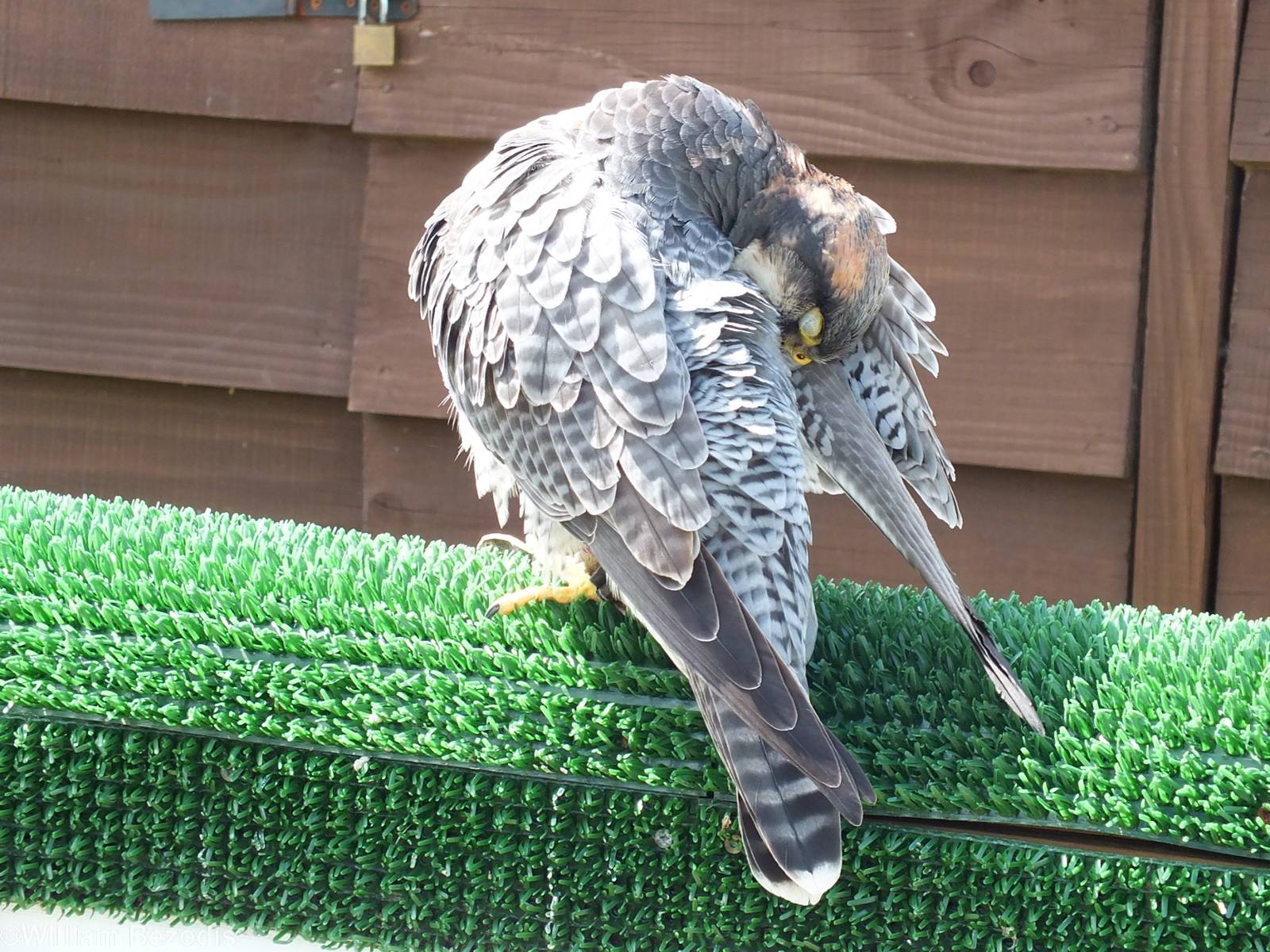 Hybrid Peregrine x Lanner Falcon