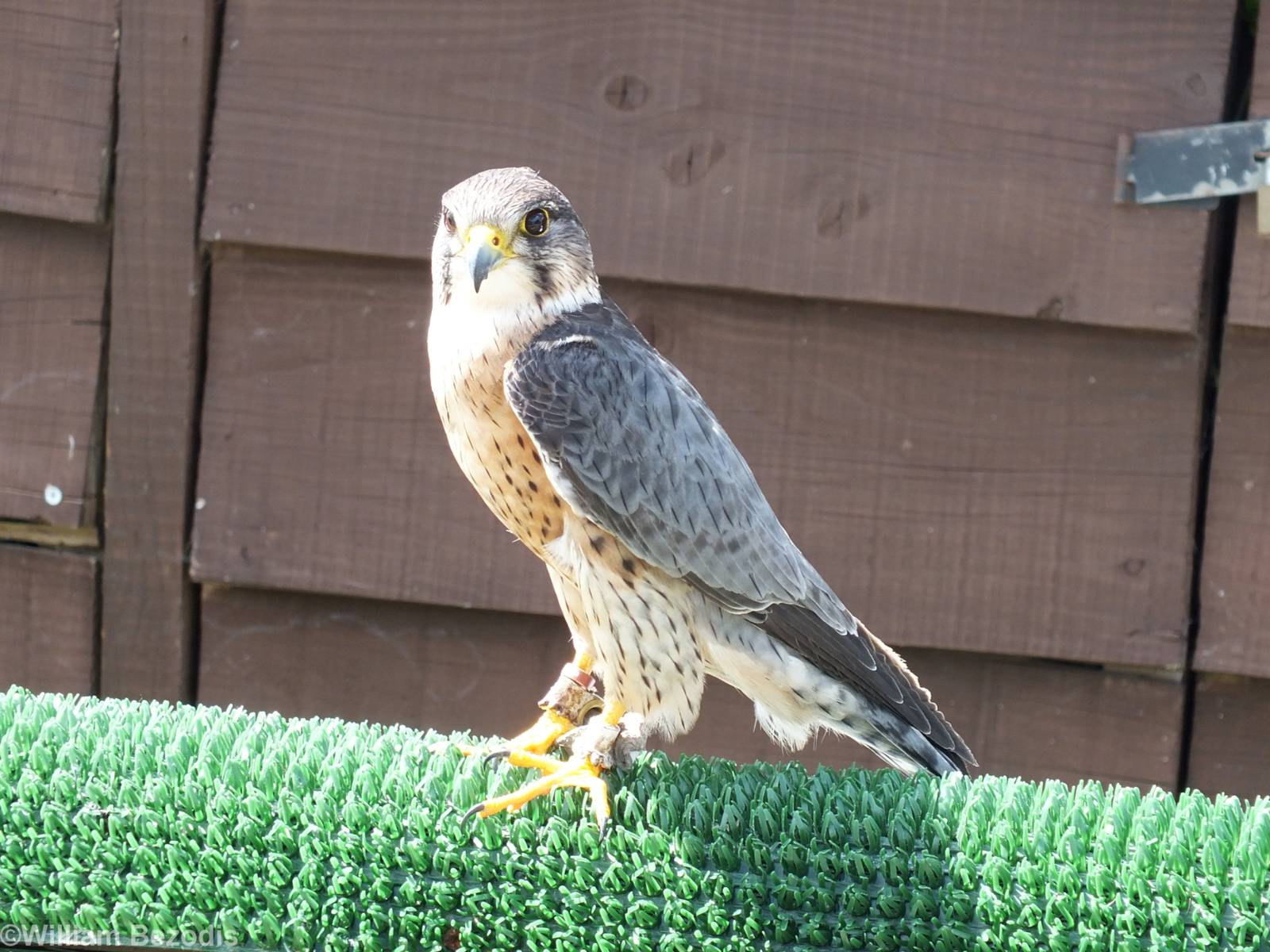 Hybrid Peregrine x Merlin