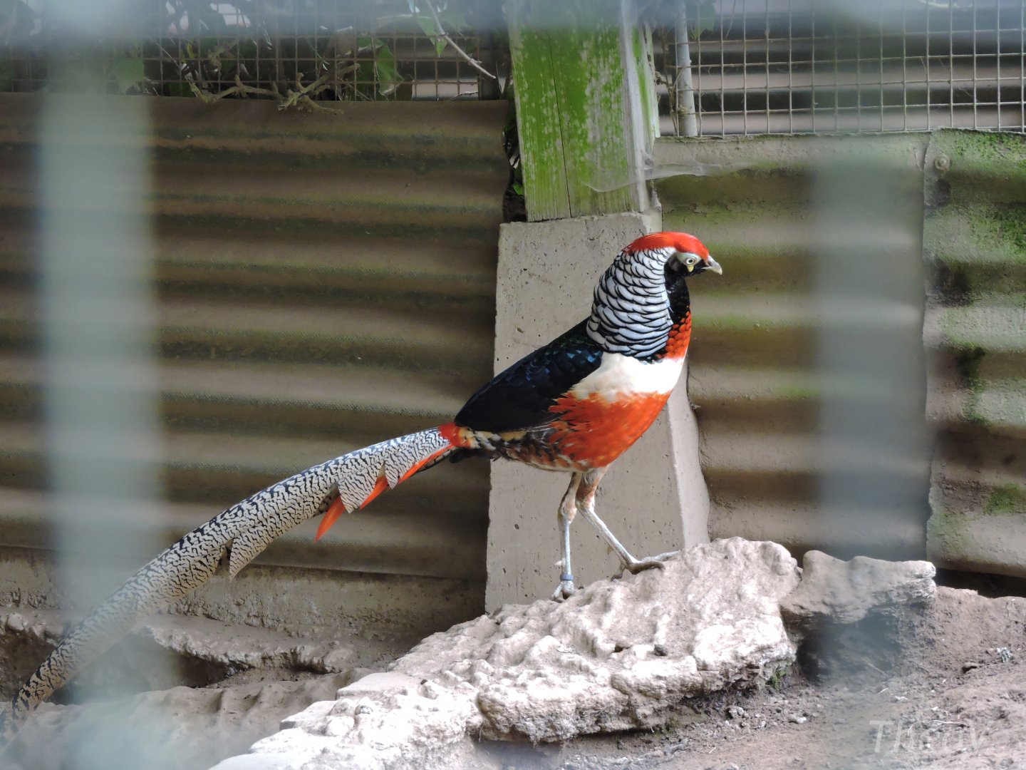 Hybrid pheasant [2015]