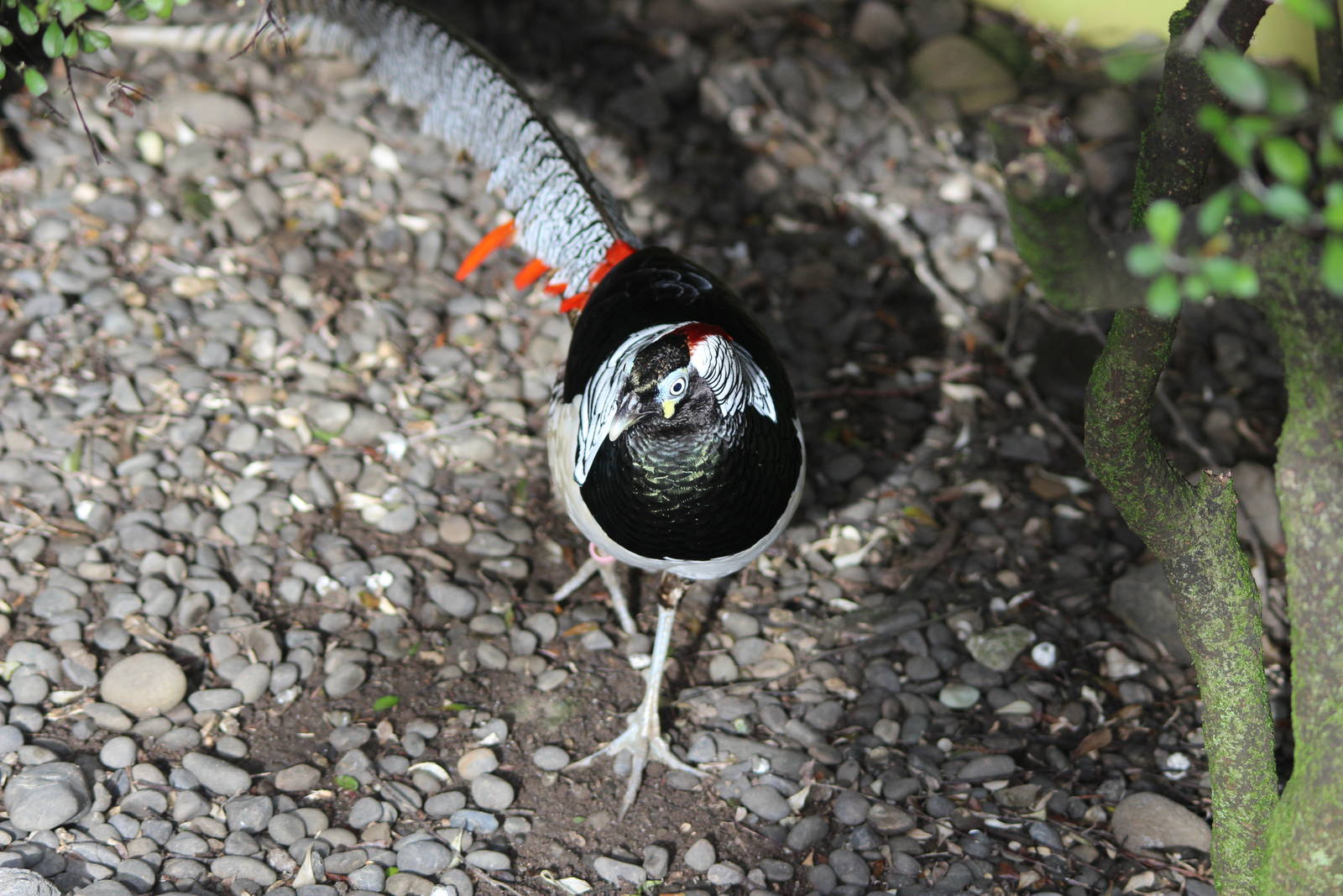 Hybrid Pheasant, Brooklands Zoo