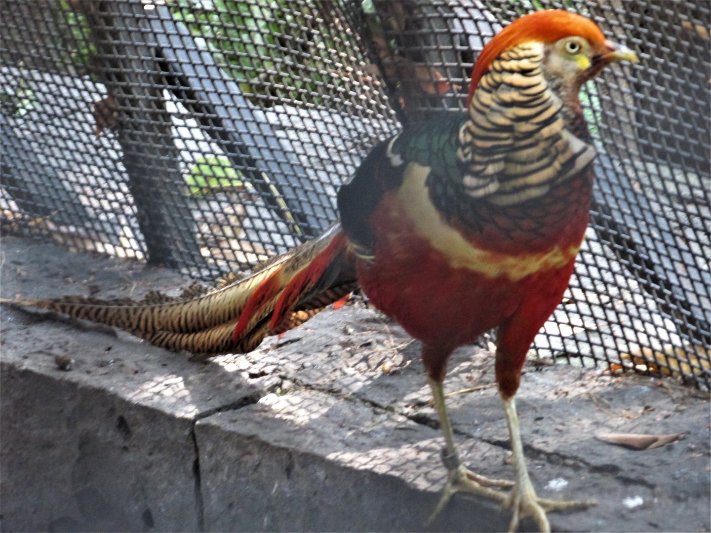 hybrid pheasant