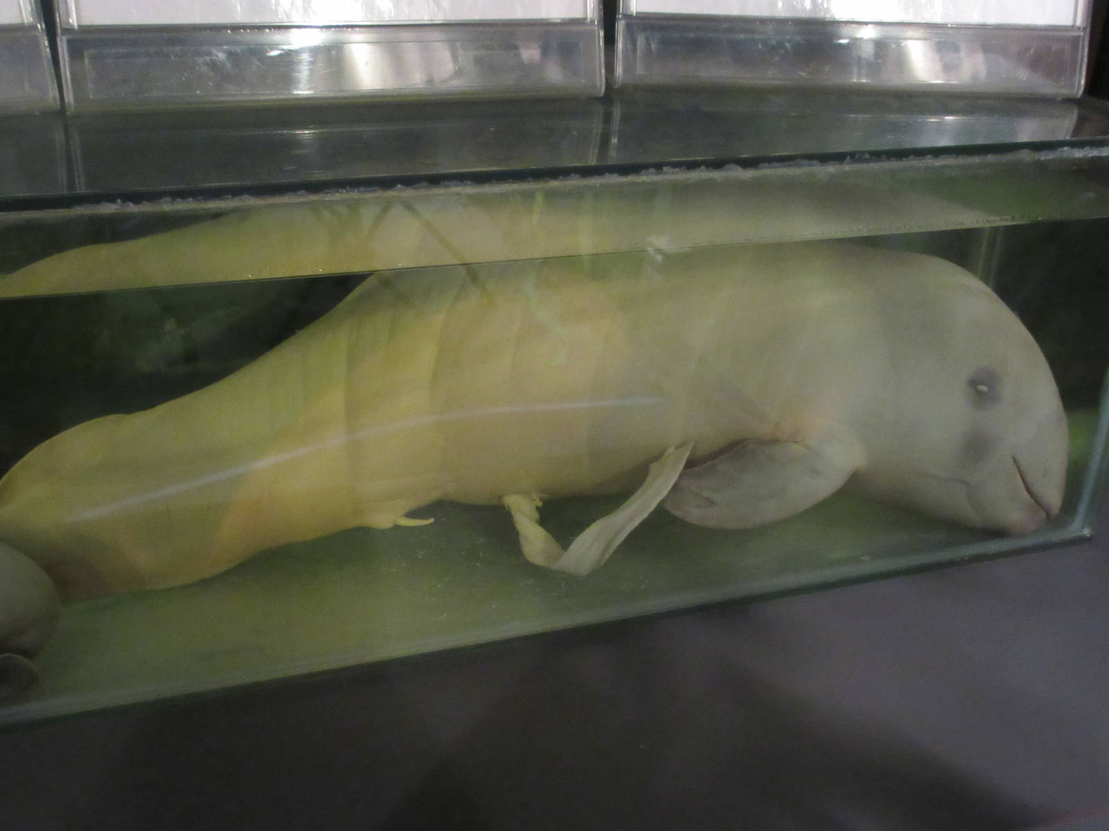 Hybrid Porpoise (male fetus of Dall's Porpoise x Harbour Porpoise)