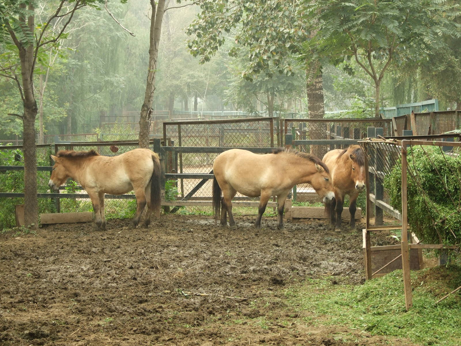 Hybrid Przewalski's horse