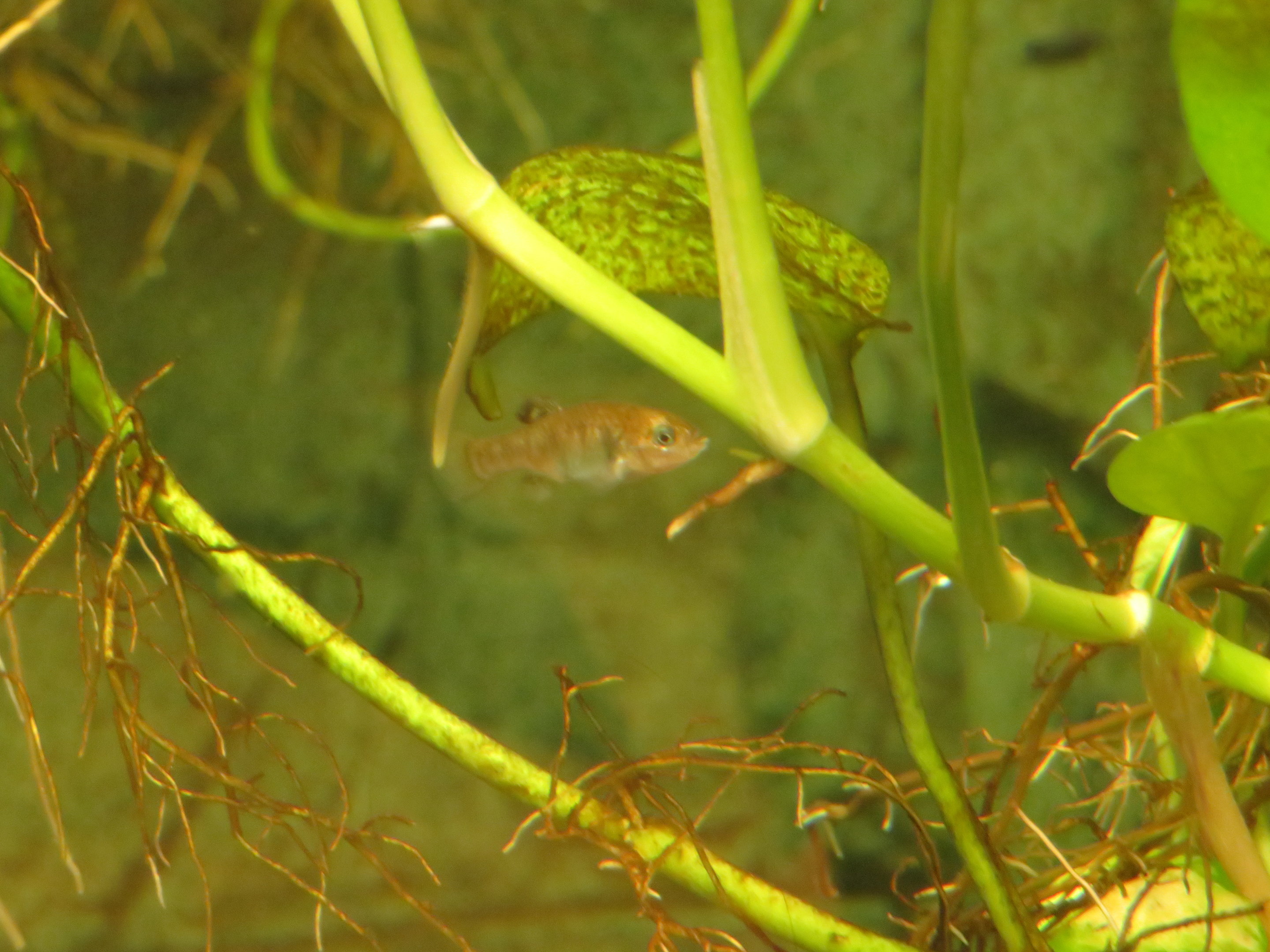 Hybrid Pupfish