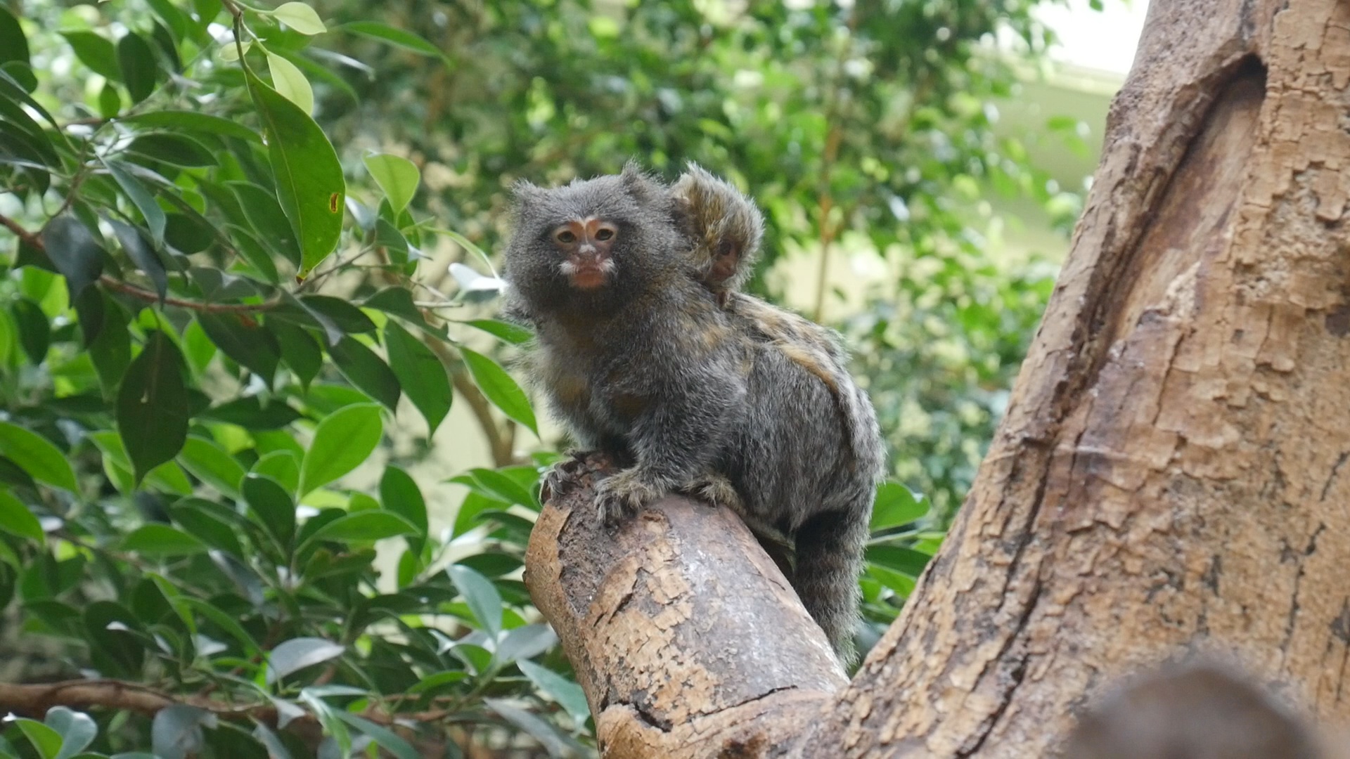 Hybrid pygmy marmoset?