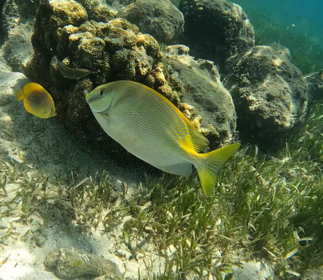 Hybrid rabbitfish (Siganus doliatus x lineatus)