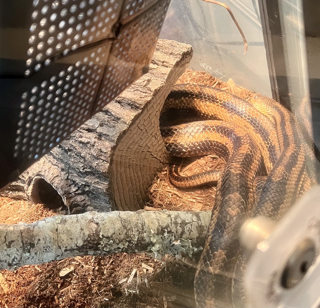 Hybrid Rat Snake (Spolloides & Alleghaniensis