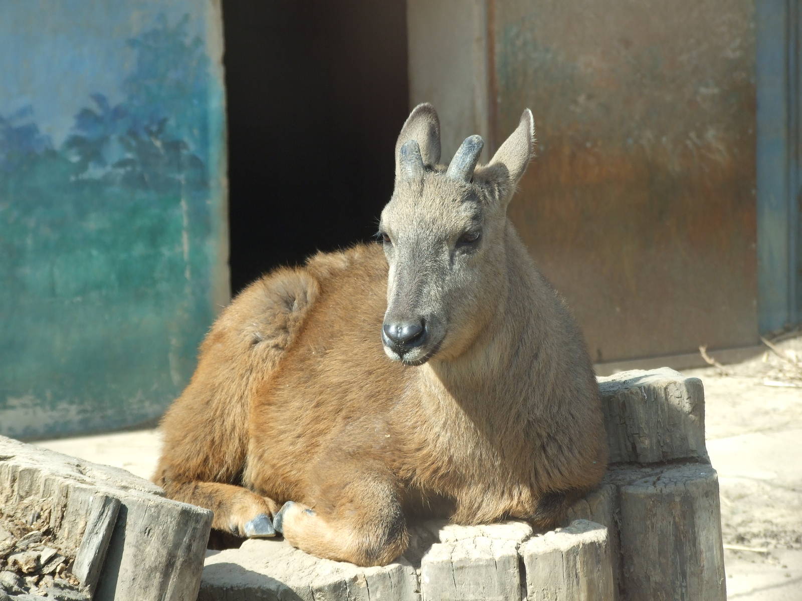 Hybrid red goral (Naemorhedus baileyi)
