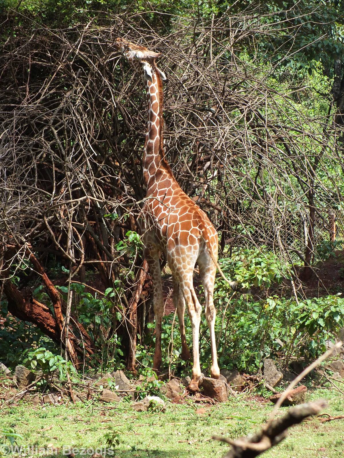 Hybrid Reticulated Giraffe - Nairobi Safari Walk