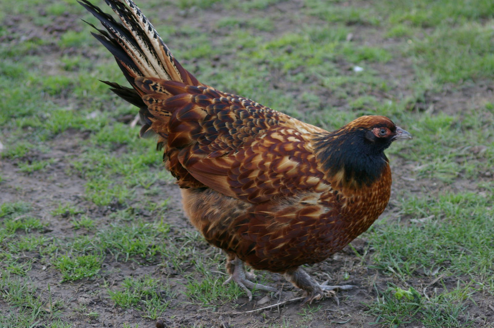 hybrid ring-necked pheasant X chicken