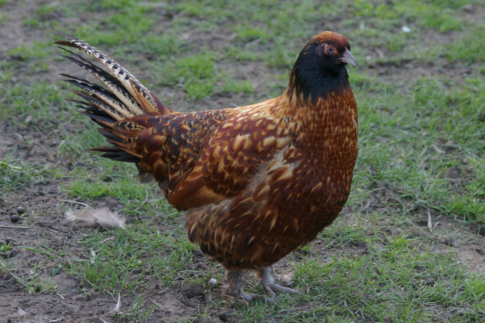 hybrid ring-necked pheasant X chicken