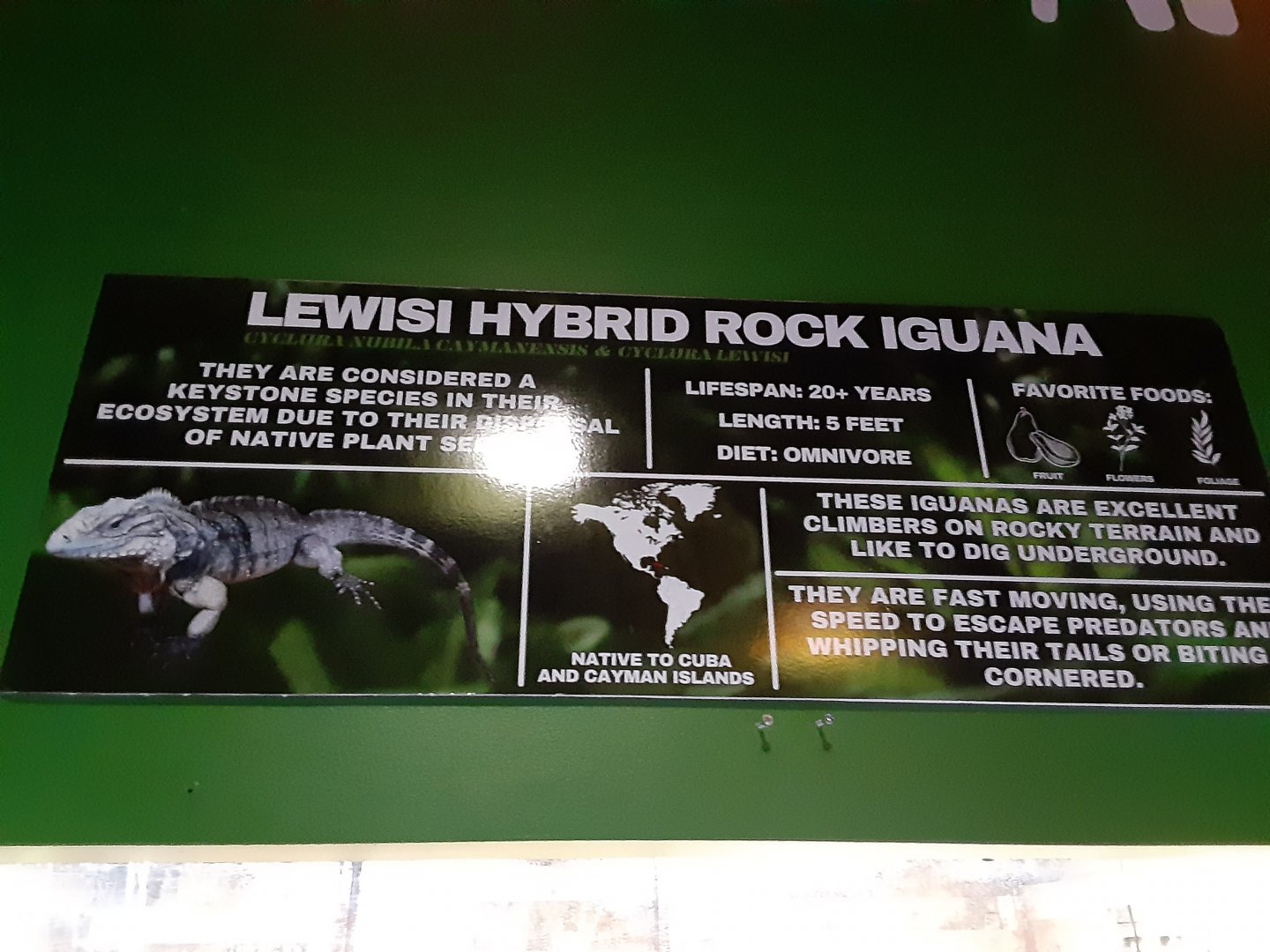 Hybrid Rock Iguana Signage