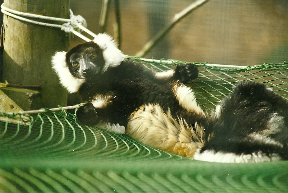 Hybrid Ruffed Lemur 14th August 1999