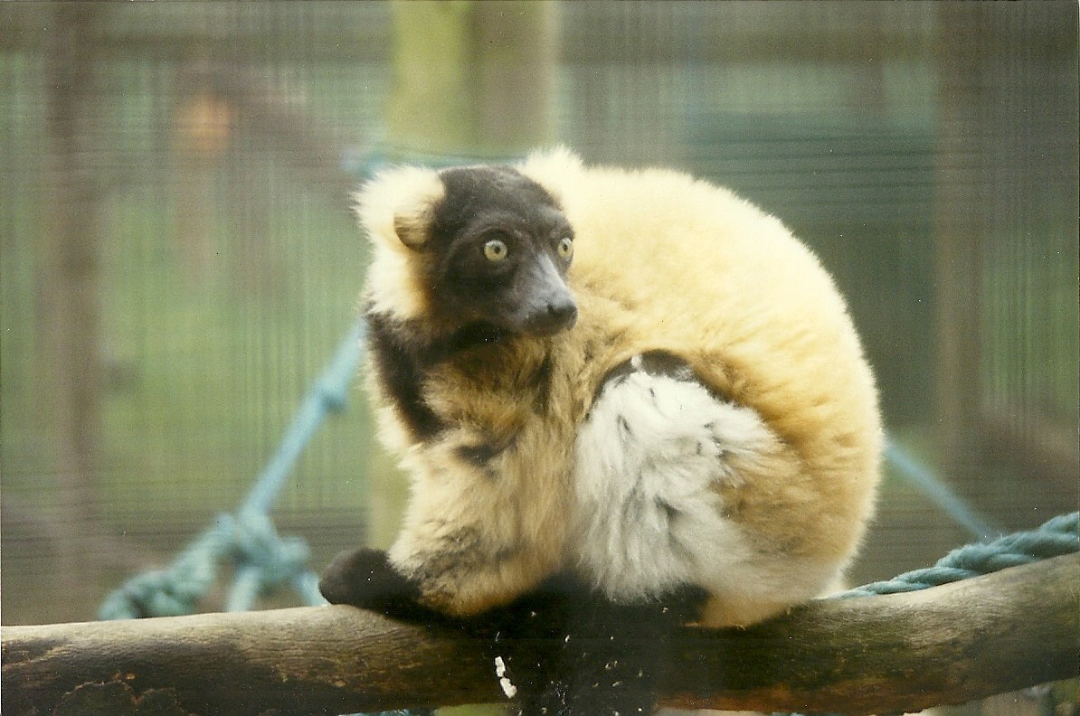 Hybrid Ruffed Lemur 17th October 1997