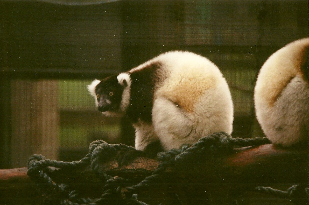 Hybrid Ruffed Lemur 6th March 1999