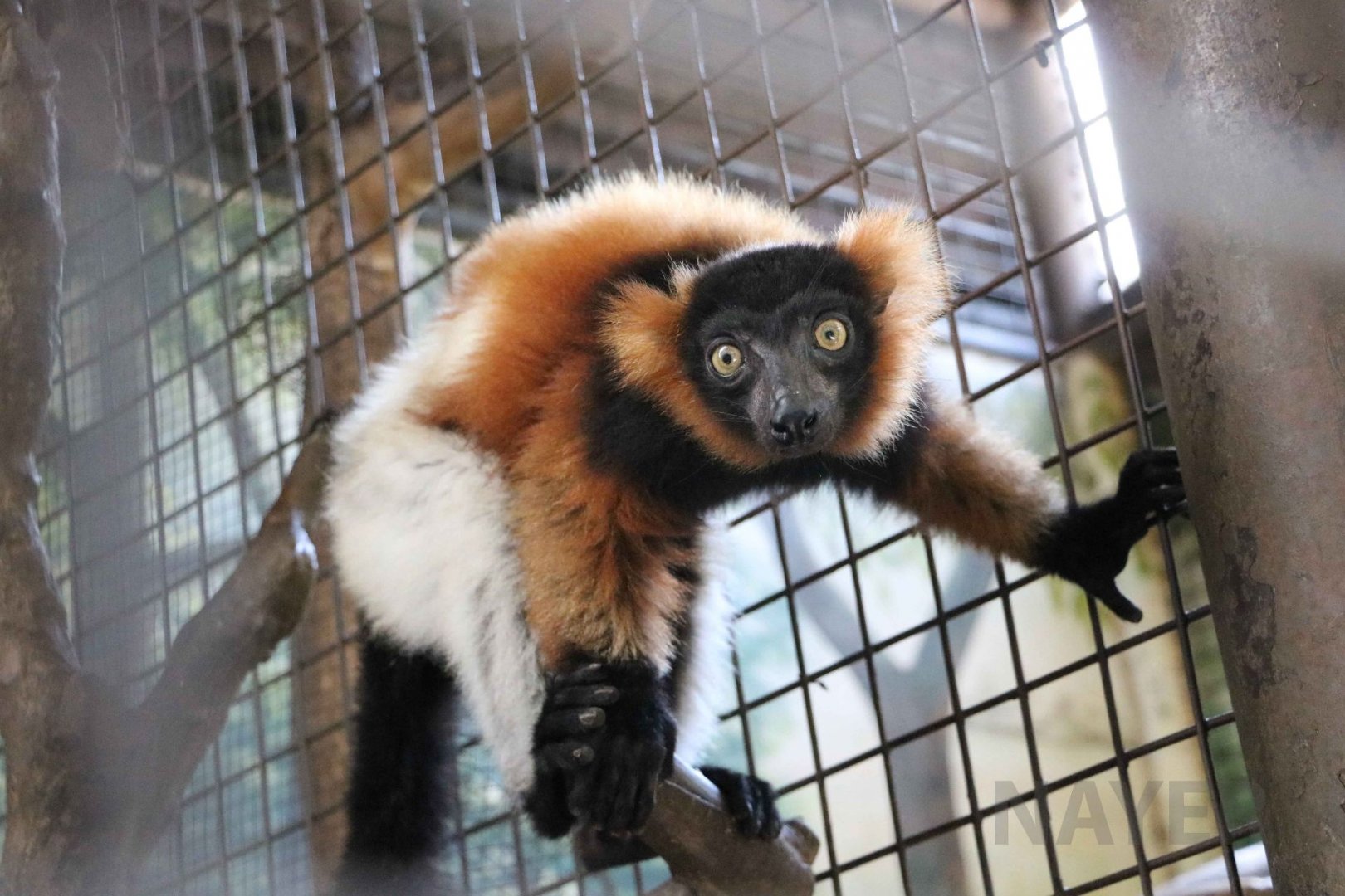 Hybrid ruffed lemur, June 2016