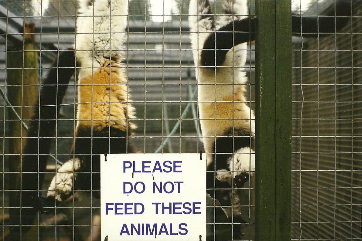 Hybrid Ruffed Lemurs 6th March 1999