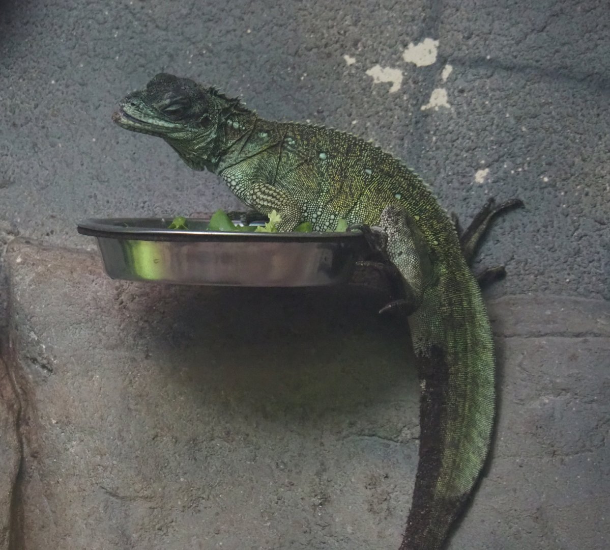 Hybrid sailfin lizard (Hydrosaurus pustulatus X H. weberi), 2024-02-17