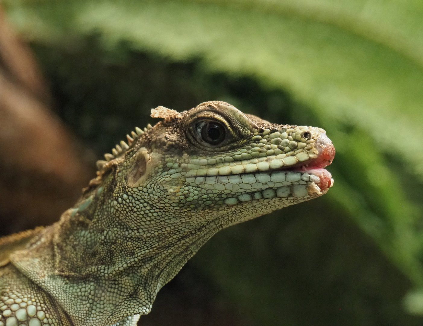 Hybrid Sailfin lizard (Hydrosaurus species), 2020-06-28