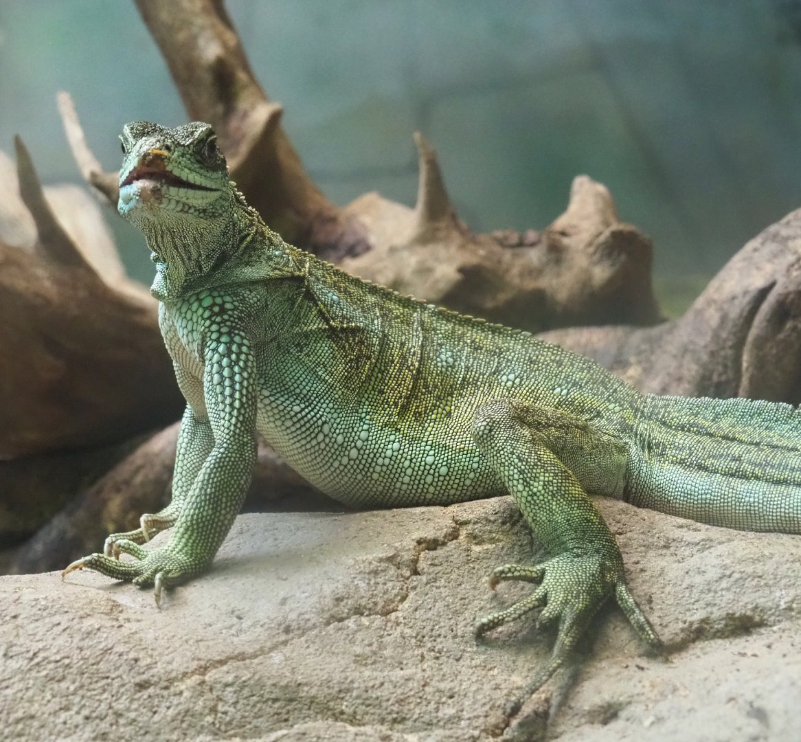 Hybrid Sailfin lizard (Possibly Hydrosaurus pustulatus x H. weberi), 2022-03-16