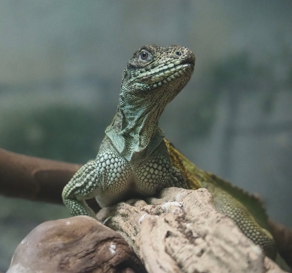 Hybrid Sailfin lizard (Possibly Hydrosaurus pustulatus x H. weberi), 2022-09-04