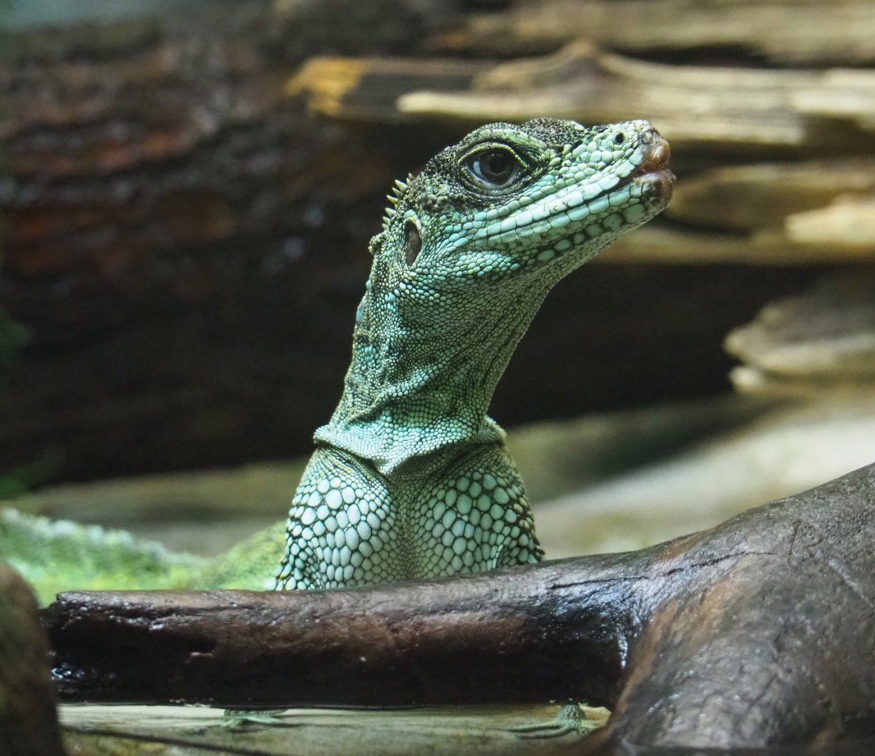 Hybrid Sailfin lizard (Possibly Hydrosaurus pustulatus x weberi), 2021-06-12