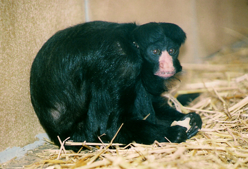 Hybrid Saki, September 2001