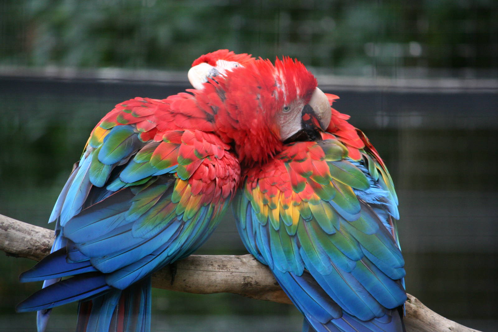 Hybrid scarlet x green winged macaws